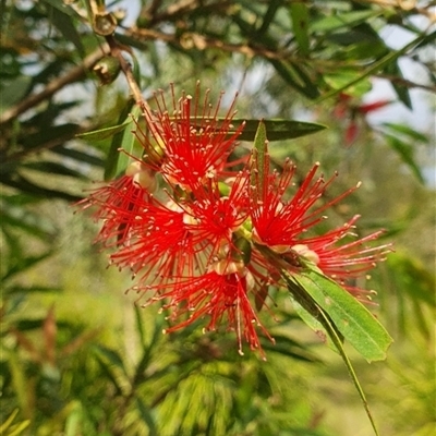 Callistemon salignus at Tyndale, NSW - 2 Nov 2024 by Topwood