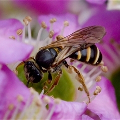 Lasioglossum (Chilalictus) bicingulatum (Halictid Bee) at Florey, ACT - 6 Nov 2024 by KorinneM