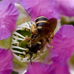 Lasioglossum (Chilalictus) bicingulatum at Florey, ACT - 6 Nov 2024