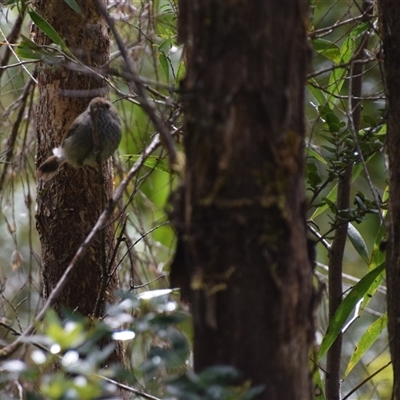 Acanthiza pusilla (Brown Thornbill) at Southwest, TAS - 9 Nov 2024 by LyndalT