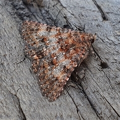 Praxis marmarinopa (owlet moth) at Yass River, NSW - 13 Nov 2024 by SenexRugosus