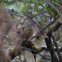 Pachycephala olivacea (Olive Whistler) at Strahan, TAS - 9 Nov 2024 by LyndalT