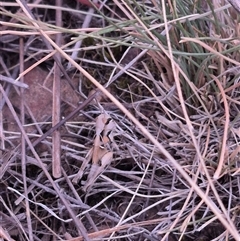 Unidentified Grasshopper (several families) at Bungendore, NSW - 11 Nov 2024 by clarehoneydove