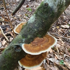 Hexagonia sp. at Iluka, NSW - 6 Nov 2024 by Topwood