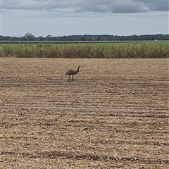 Dromaius novaehollandiae (Emu) at Tyndale, NSW - 12 Nov 2024 by Topwood