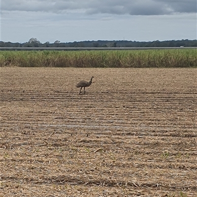 Dromaius novaehollandiae (Emu) at Tyndale, NSW - 12 Nov 2024 by Topwood