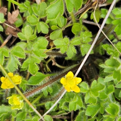 Ranunculus pimpinellifolius (Bog Buttercup) at Tennent, ACT - 13 Nov 2024 by BethanyDunne