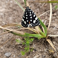 Periscepta polysticta (Spotted Day Moth) at Cotter River, ACT - 13 Nov 2024 by BethanyDunne