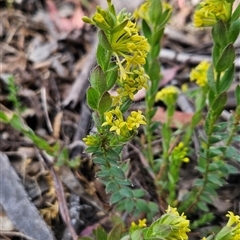 Pimelea curviflora var. acuta at Shannons Flat, ACT - 11 Nov 2024 by BethanyDunne