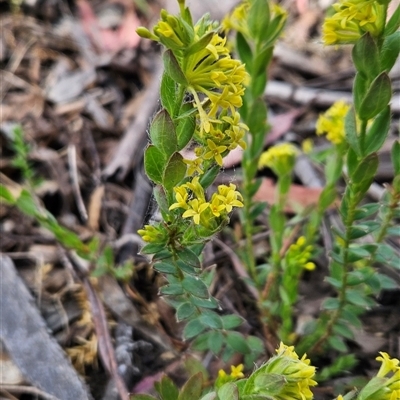 Pimelea curviflora var. acuta at Shannons Flat, ACT - 12 Nov 2024 by BethanyDunne