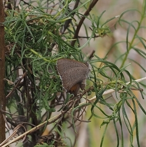 Paralucia pyrodiscus at Macarthur, ACT - suppressed