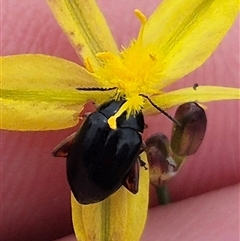 Arsipoda holomelaena (Red-legged flea beetle) at Gunning, NSW - 12 Nov 2024 by clarehoneydove