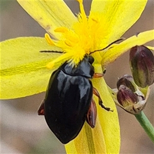 Arsipoda holomelaena at Gunning, NSW - 12 Nov 2024