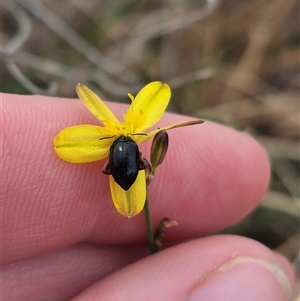 Arsipoda holomelaena at Gunning, NSW - 12 Nov 2024