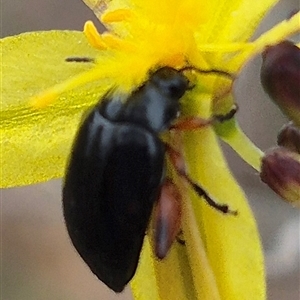 Arsipoda holomelaena at Gunning, NSW - 12 Nov 2024