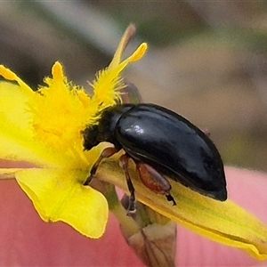 Arsipoda holomelaena at Gunning, NSW - 12 Nov 2024