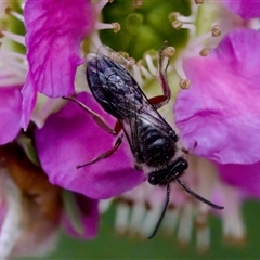 Leioproctus (Leioproctus) recusus at Florey, ACT - suppressed