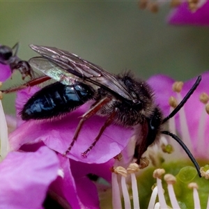 Leioproctus (Leioproctus) recusus at Florey, ACT - suppressed