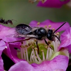 Leioproctus (Leioproctus) recusus at Florey, ACT - suppressed