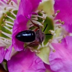 Leioproctus (Leioproctus) recusus at Florey, ACT - suppressed