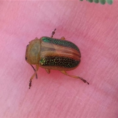 Calomela parilis (Leaf beetle) at Bungendore, NSW - 11 Nov 2024 by clarehoneydove