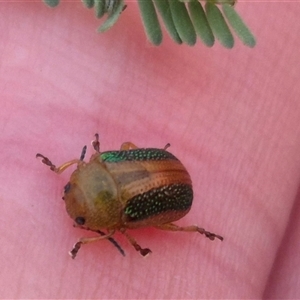 Calomela parilis at Bungendore, NSW - 11 Nov 2024