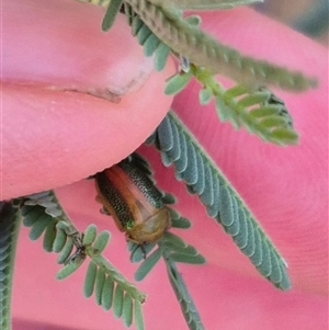 Calomela parilis at Bungendore, NSW - 11 Nov 2024