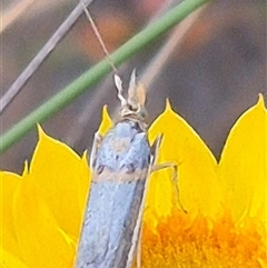 Etiella behrii at Bungendore, NSW - 11 Nov 2024