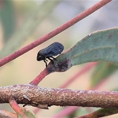 Cercopicesa tasmaniae (Froghopper or Spittlebug) at Bungendore, NSW - 11 Nov 2024 by clarehoneydove