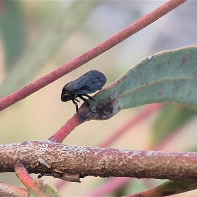 Cercopicesa tasmaniae (Froghopper or Spittlebug) at Bungendore, NSW - 11 Nov 2024 by clarehoneydove