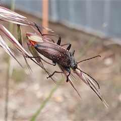 Homotrysis cisteloides at Yass River, NSW - 13 Nov 2024