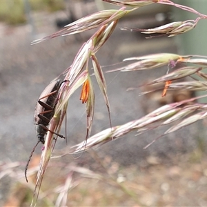 Homotrysis cisteloides at Yass River, NSW - 13 Nov 2024 11:19 AM