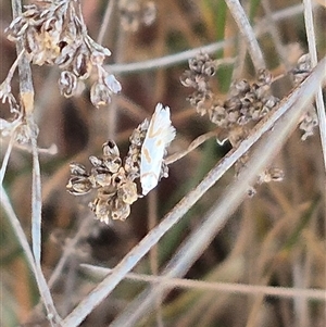 Oxythecta acceptella at Bungendore, NSW - 11 Nov 2024