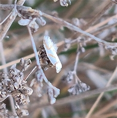 Oxythecta acceptella at Bungendore, NSW - 11 Nov 2024