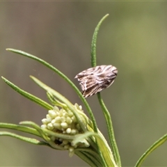 Tortricopsis aulacois (A Concealer moth) at Carwoola, NSW - 13 Nov 2024 by Csteele4