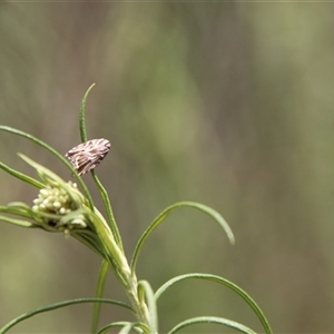 Tortricopsis aulacois at Carwoola, NSW - 13 Nov 2024