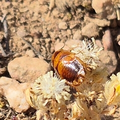 Ectobiidae sp. (family) at Bungendore, NSW - 10 Nov 2024 by clarehoneydove