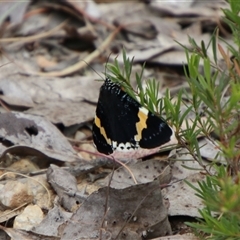 Eutrichopidia latinus (Yellow-banded Day-moth) at Carwoola, NSW - 13 Nov 2024 by Csteele4