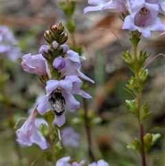 Lasioglossum sp. (Furrow Bee) at Tharwa, ACT - 12 Nov 2024 by WalterEgo