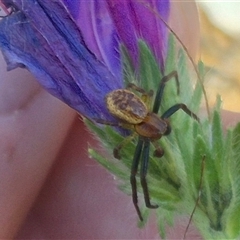 Australomisidia ergandros (A crab or flower spider) at Bungendore, NSW - 10 Nov 2024 by clarehoneydove