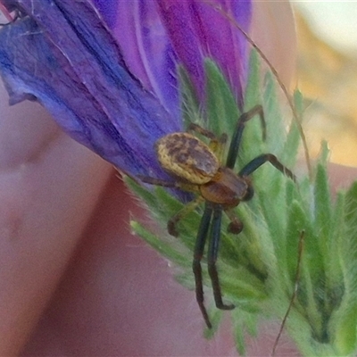 Australomisidia ergandros (A crab or flower spider) at Bungendore, NSW - 10 Nov 2024 by clarehoneydove