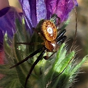 Australomisidia ergandros at suppressed - suppressed