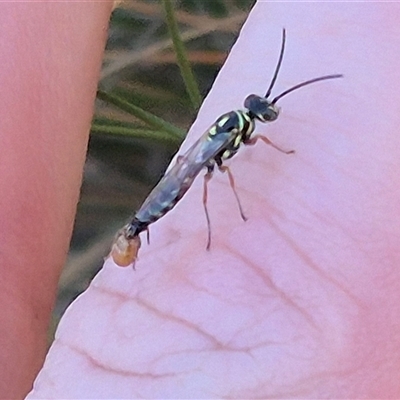 Aeolothynnus sp. (genus) (A flower wasp) at Bungendore, NSW - 10 Nov 2024 by clarehoneydove