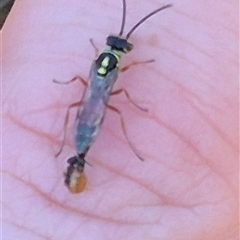 Aeolothynnus sp. (genus) at Bungendore, NSW - suppressed