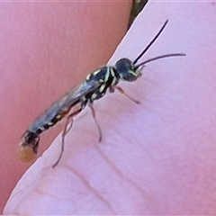 Aeolothynnus sp. (genus) at Bungendore, NSW - suppressed