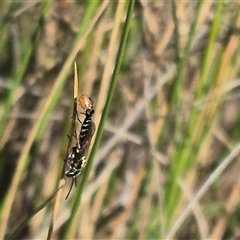 Aeolothynnus sp. (genus) at Bungendore, NSW - suppressed