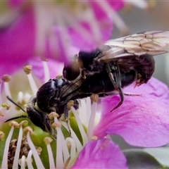 Euryglossa ephippiata (Saddleback Euryglossine Bee) at Florey, ACT - 6 Nov 2024 by KorinneM