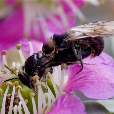 Euryglossa ephippiata (Saddleback Euryglossine Bee) at Florey, ACT - 6 Nov 2024 by KorinneM