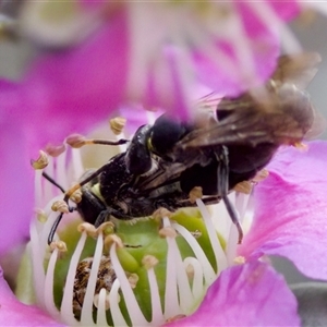 Euryglossa ephippiata at Florey, ACT - 6 Nov 2024