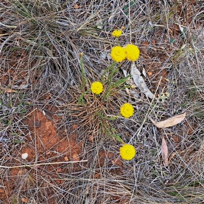 Rutidosis leptorhynchoides (Button Wrinklewort) at Watson, ACT - 13 Nov 2024 by abread111